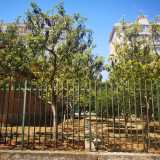 Peppino all�epoca, gi� in pensione come funzionario di banca, pens� bene di sfruttare il campo per piantarci degli alberi da frutto. Limoni, percochi, marzaioli, mandarini, clementini, aranci, peri, peschi, ciliegi, melograni, cachi, albicocchi...